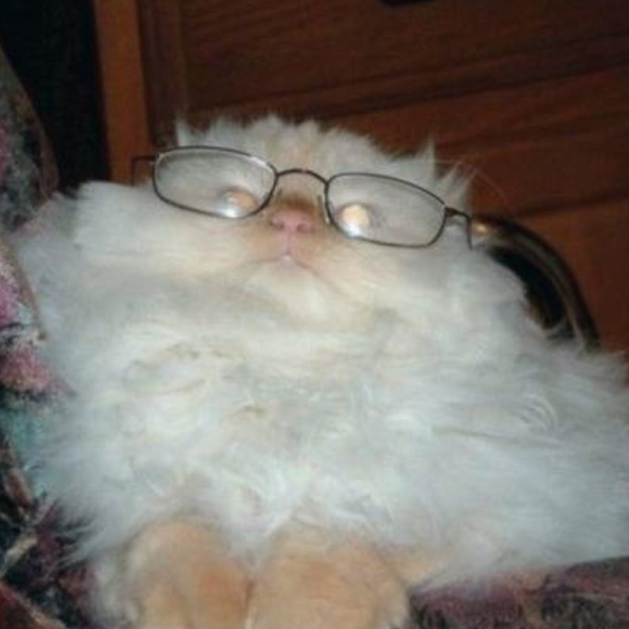 My cat named Grandma is always getting into trouble and f*kin shit up. I'll update you as she terrorizes the world!!