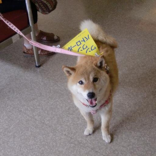 岐阜県高山市生まれ
柴犬大好き、
2020年4月不織布マスク着用が原因で
突然体調を崩す😷
2021年7月東京オリンピック観戦予定だった、
プロフィール画像の柴犬
2005年8月沖縄生まれ2021年9月に天国へ、
現在の豆柴2016年3月大阪生まれ
元繁殖犬2021年11月家族に迎える、
宿敵はコロナ脳マスク真理教