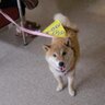 lili_chan2014's profile picture. 岐阜県高山市生まれ
柴犬大好き、
2020年4月不織布マスク着用が原因で
突然体調を崩す😷
2021年7月東京オリンピック観戦予定だった、
プロフィール画像の柴犬
2005年8月沖縄生まれ2021年9月に天国へ、
現在の豆柴2016年3月大阪生まれ
元繁殖犬2021年11月家族に迎える、
宿敵はコロナ脳マスク真理教