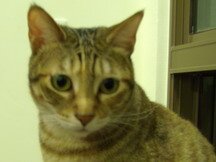 oscar6098's profile picture. 愛貓貓的宅女一枚！