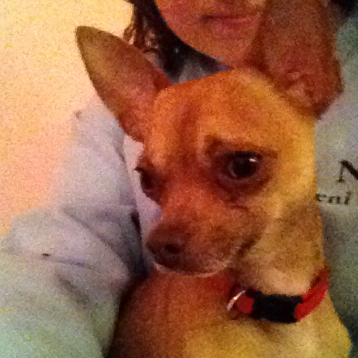 pshhyeahemma's profile picture. hi