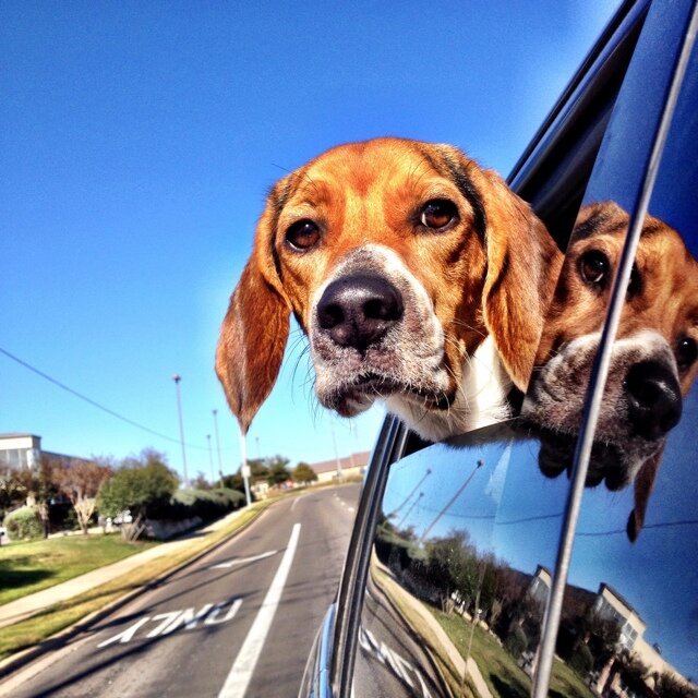 I'm a boy beagle from Texas. 
Follow me @:
http://t.co/iKnPV4BhQS
http://t.co/eQIyKAVJps
20% discount code for PetBox: RIGBY20
