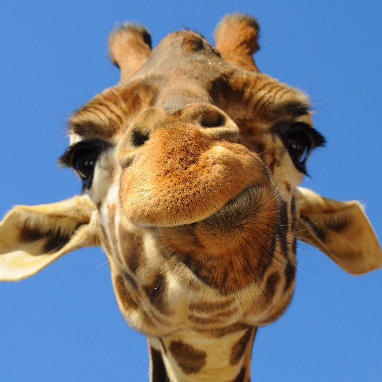 GeorgeLongNeckG's profile picture. George is back! Still #blooded. My crew is growing strong, we run these plains Nigga! Fuck a pocher! No body is safe. #FBGL still on that grind. Leaves are life