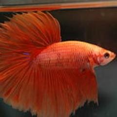 Everything About Fishes