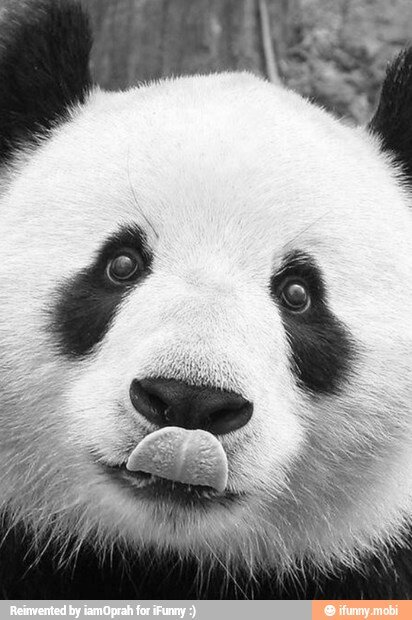 A7X_Panda562's profile picture. 