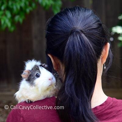 CaliCollective's profile picture. Writer of Cali Cavy Collective - a blog about all things #guineapig. 
Animal rescue & shelter supporter. Loves chocolate (who doesn't?)