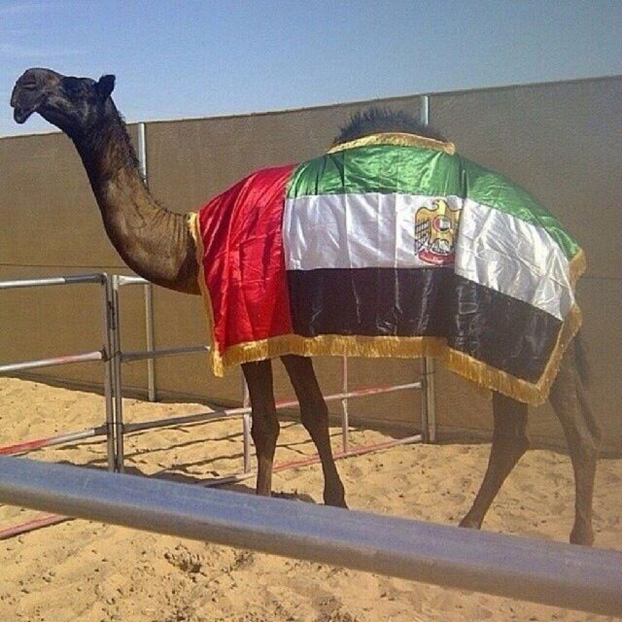 && مسوق ابل ومحب للمجاهيم &&