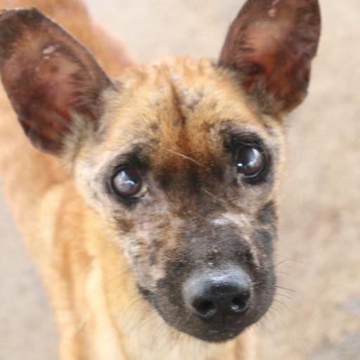 Working with #street #dogs in #Thailand #Pattaya raising funds for #dog Visit https://t.co/f5X5SL6Nd8