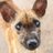 Thaidogs's profile image