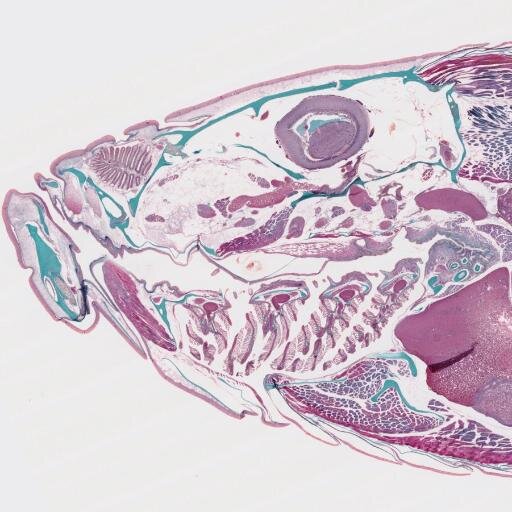 Histology, Immunohistochemistry, In-Situ hybridization, Virtual Slide, Images analysis ...