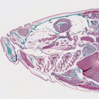 HISTALIM (@histalim) 's Twitter Profile