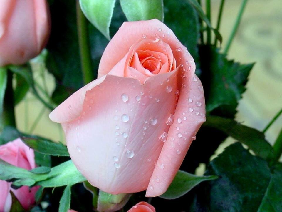 rose lover,green lover,people-oriented and I love creative....AK-RT
