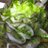 fondalalechuga's profile image