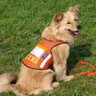 hearingdogjp's profile picture. 聴覚障がい者に必要な音を知らせる聴導犬。私達は聴導犬の育成と普及の活動を行っております。聴導犬やイベントに関する情報、スタッフの日々の活動等をつぶやいていきます。気軽にフォローして下さい！