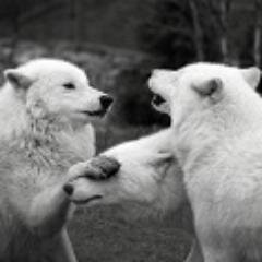 amoretpax199's profile picture. 