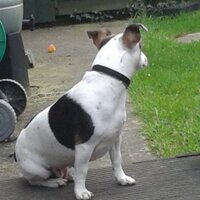 aisling gaynor (@ashothebasho1) 's Twitter Profile