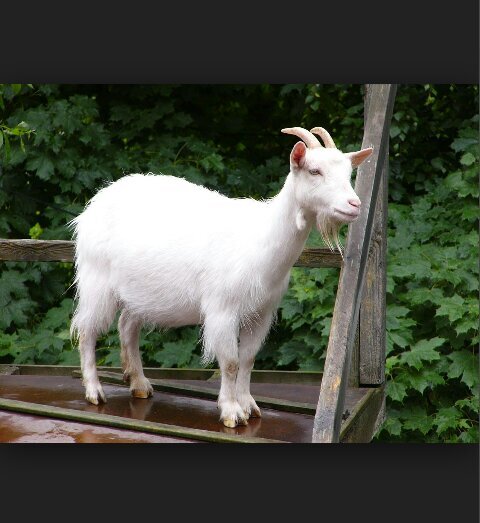 Goatfact's profile picture. interesting things about goats.