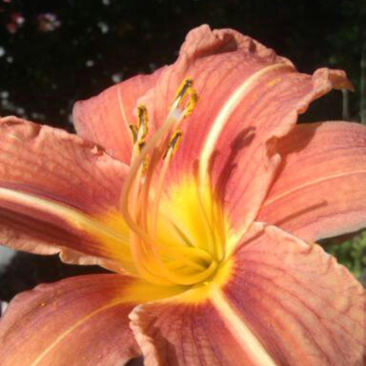 HopeFairytail's profile picture. 