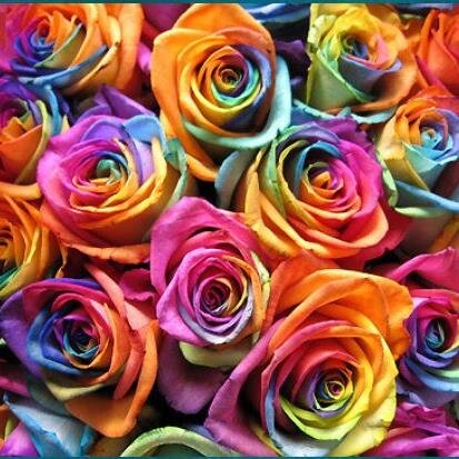 MichellePotch's profile picture. 