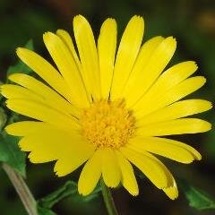 TBetaniaV's profile picture. 