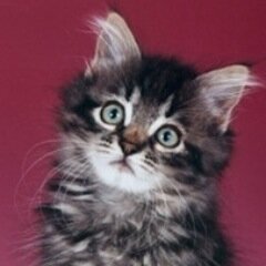 runfik's profile picture. Новичёк по IT технологиям / Веду свои рассуждения об учёбе в жизне. 