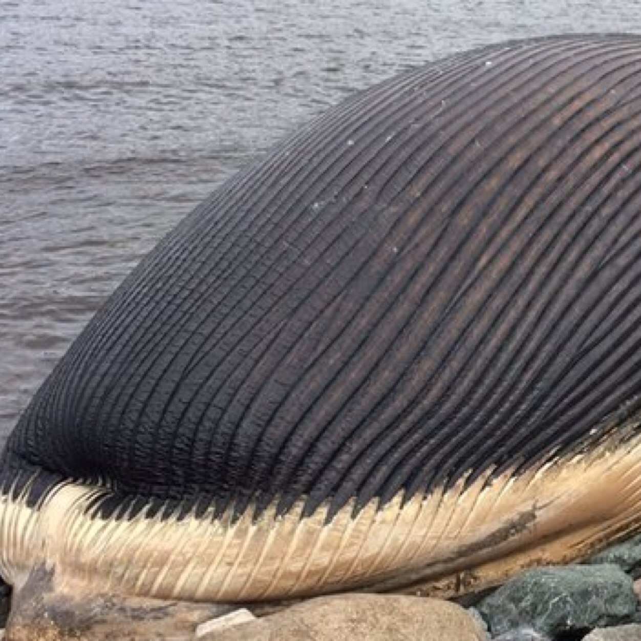 explodingwhale1's profile picture. a little bloated. that's all, okay? // CANADA