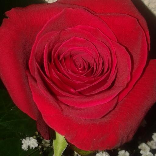 maledettichili's profile picture. 