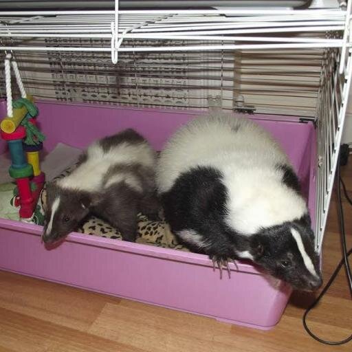 happypawstories's profile picture. Real Therapy Skunks Stoosh & Skittles are coming to Interview People who Inspire Kids to Love Animals and Life, More @happyvancouver