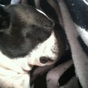 Bella  - @erika8dutton - Twitter