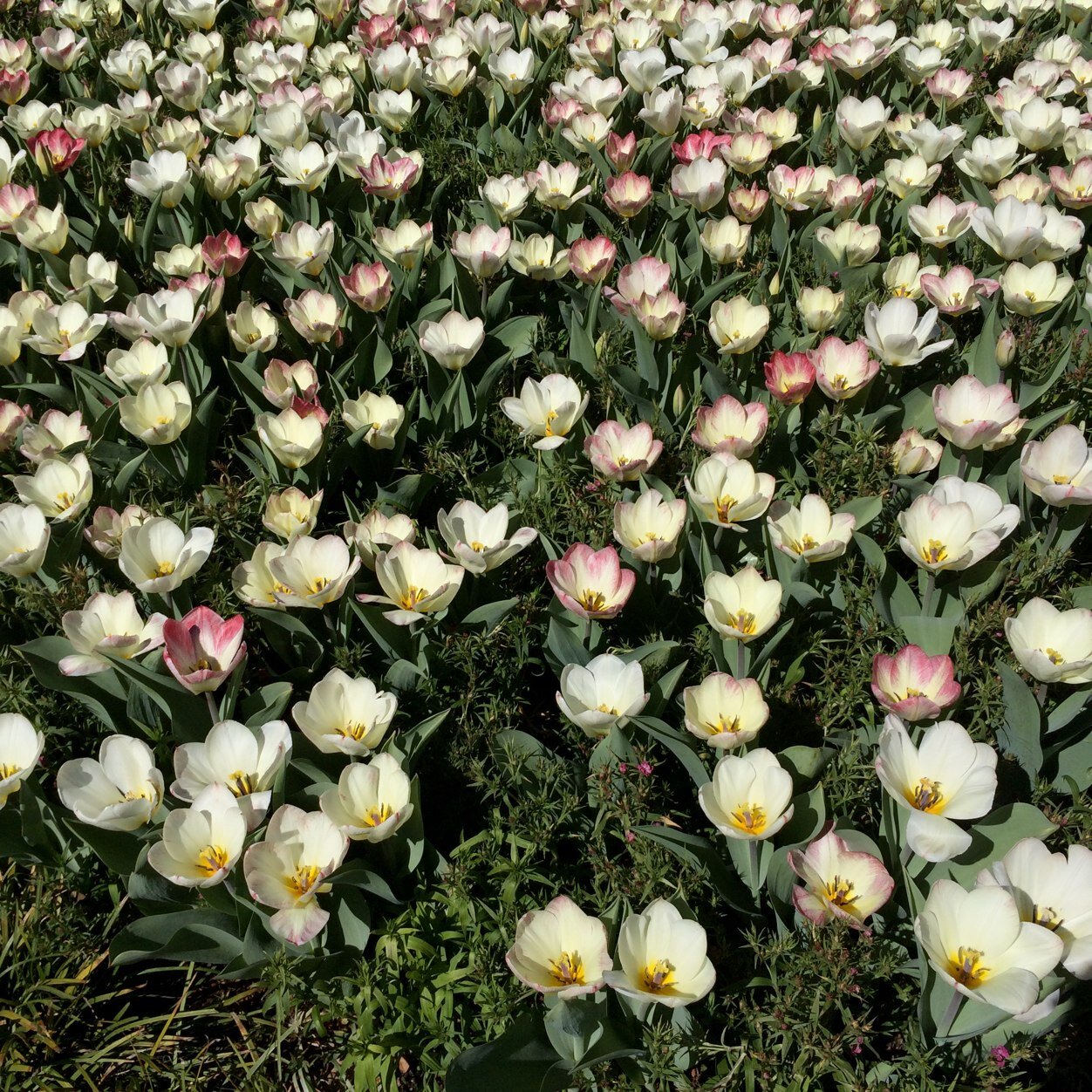 SoAndSoLovely's profile picture. Namasté. All good things are wild and free. #illhueminati