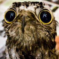 Semangat Skripsi (@mkpugm2011) 's Twitter Profile