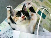 登録したものの…使い方がよくワカンナイです(笑)