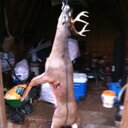 Dave Reese - @BucktweetyDave - Twitter