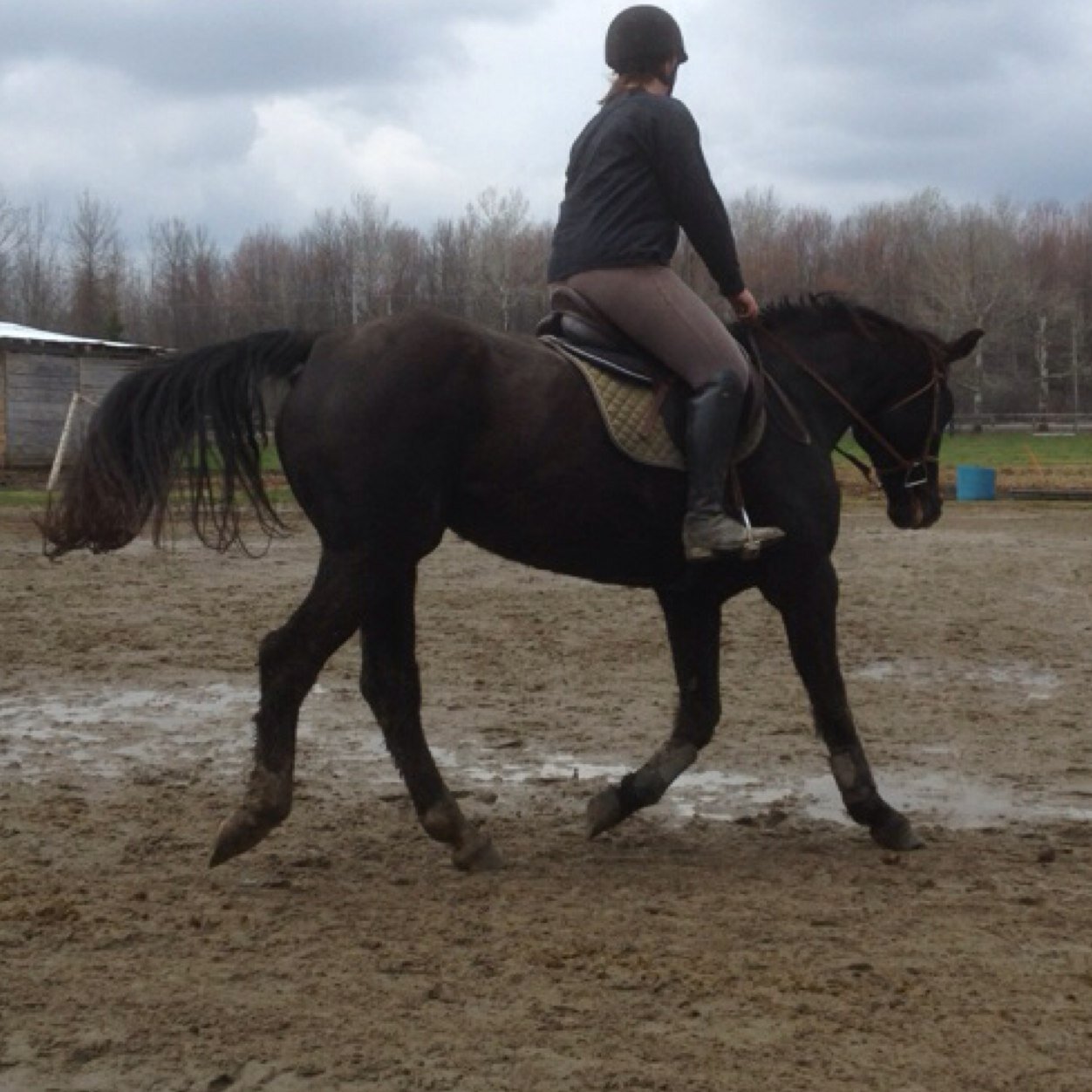 In my wranglers and boulets one moment, TS's and tall boots another. Tossin bales and clearing rails #taken by a goat, gelding, mare and boyfriend❤️