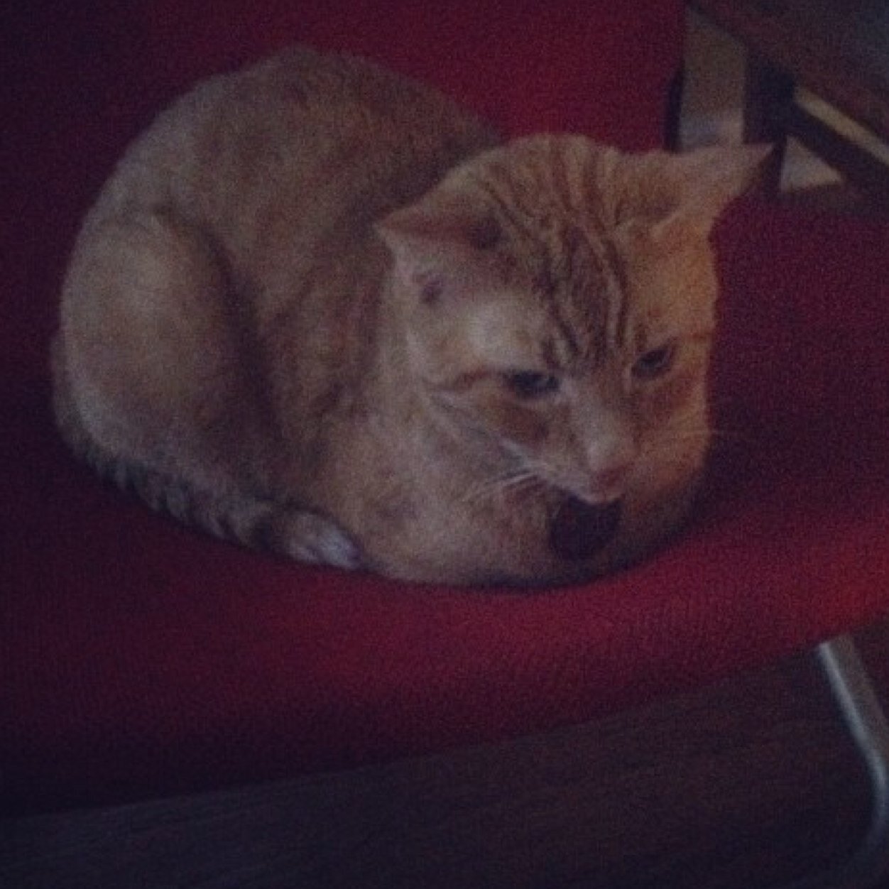 chaneys cats