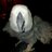 ericparrot's profile image