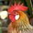 ChickensOnCam's profile image
