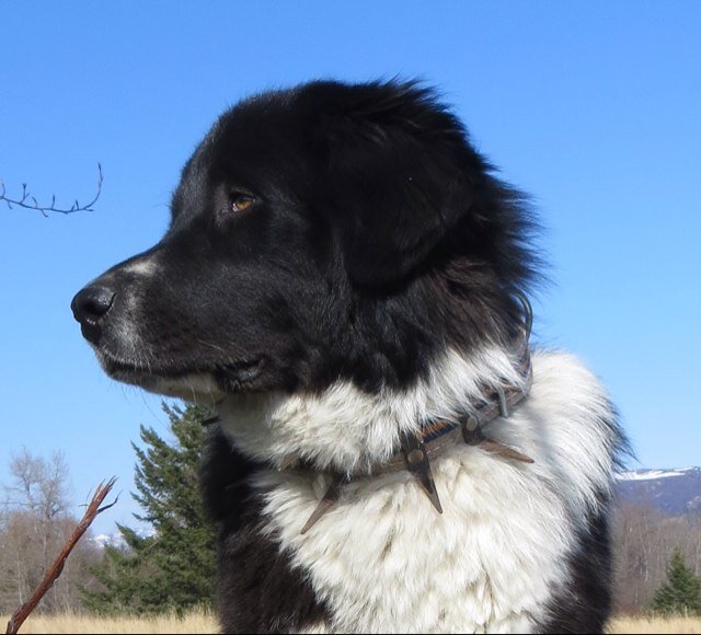 I am a Karakachan Livestock Guardian Dog living like I should on Alaska the Last Frontier with my cows, horses, people, goat & pig