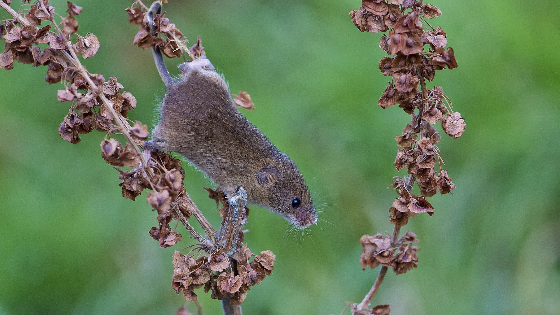 toba_tonje1975's profile picture. 