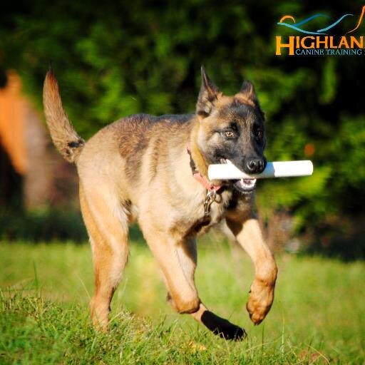 Highland Canine Training LLC -Your source for Professional Dog Training. Offering Obedience, Police K9 Training, Autism Service Dogs, Search & Rescue and more!