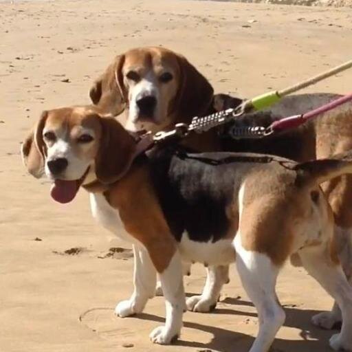 http://t.co/QHEaaGBt es un blog dedicado al cuidado y educación de los perros de la raza Beagle. Fotos y vídeos de perros beagle. Comentarios.