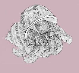 Crabby Cravings is a specialist hermit crab supply store and information resource with a forum run alongside. Follow us for tips, information and store updates!