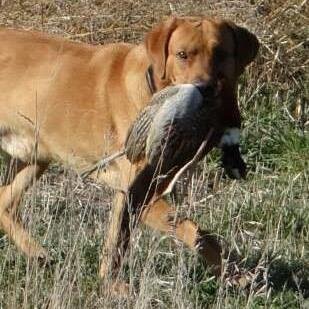 Finest Wingshooting in South Dakota.  Open seasonally September to December.  Make reservations today!