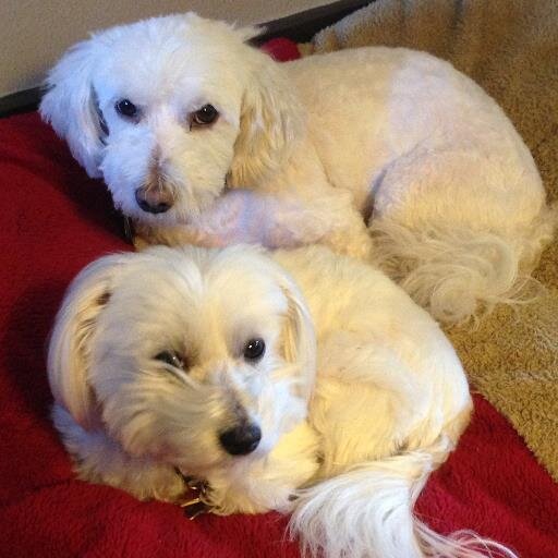 carriemb2's profile picture. Survivor.