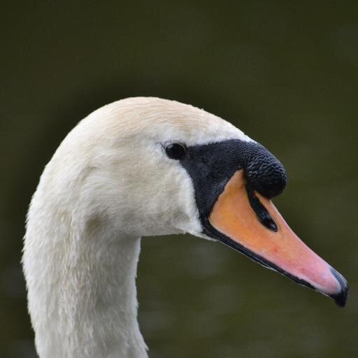 Wildlife hobbyist and photographer,  Bird watcher, Football Fan, Cycling Enthusiast.