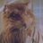 Master Splinter