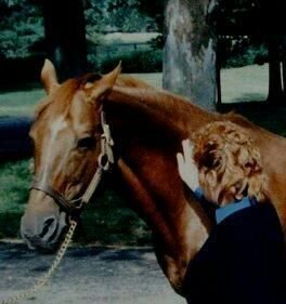 FSU alumna, horse- & dog-loving, southern gal living in Wolverine country.