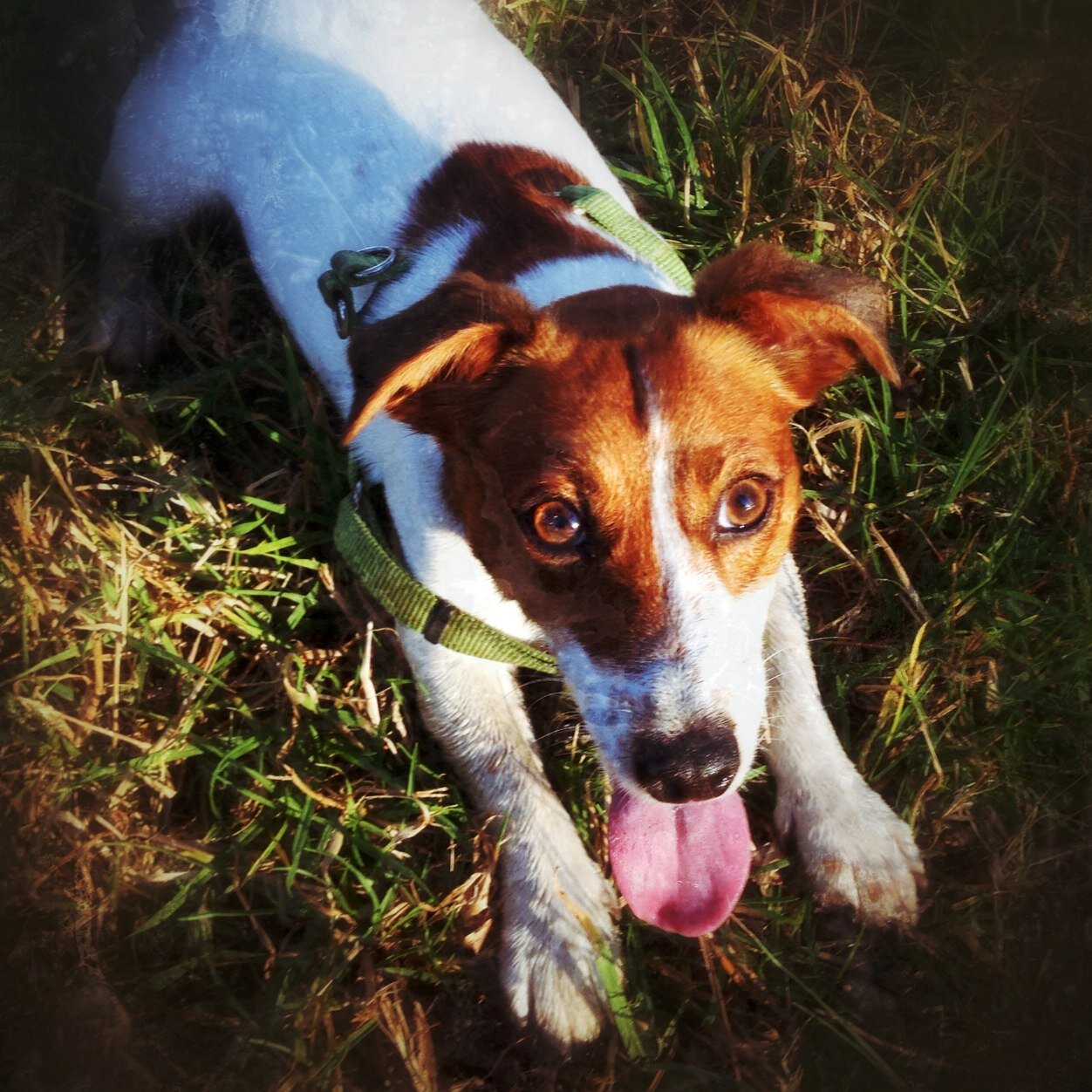 dvl_dg's profile picture. The official twitter account for Devil Dog!