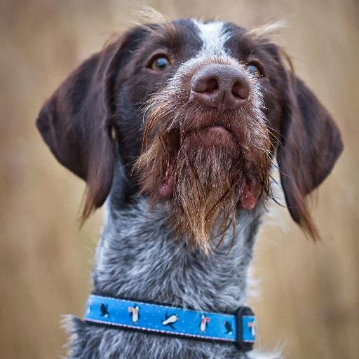 EricGWP's profile picture. German Wirehaired Pointer, pretend gundog as fireworks made me scared of guns, bit of an idiot and champion farter. Getting wet is a traumatic experience