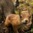 forksi_paspu198's profile image